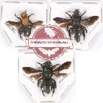 Scientific lot no. 305 Hymenoptera (3 pcs)