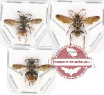 Scientific lot no. 307 Hymenoptera (3 pcs)