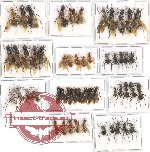 Scientific lot no. 10CC Formicidae (56 pcs)