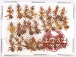Scientific lot no. 15CC Formicidae (26 pcs)