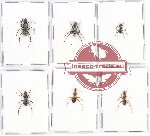 Scientific lot no. 11CC Formicidae (6 pcs)
