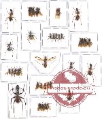 Scientific lot no. 16CC Formicidae (41 pcs)