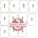 Scientific lot no. 17CC Formicidae (11 pcs)