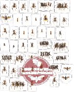 Scientific lot no. 18CC Formicidae (83 pcs)