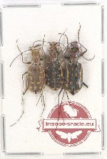 Scientific lot no. 58 Cicindelidae (3 pcs A2)