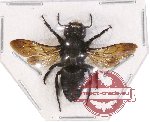 Megachile sp. 12 (5 pcs)