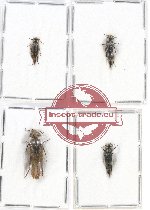 Scientific lot no. 67 Mordellidae (4 pcs - 1 pc A2)