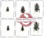 Scientific lot no. 513 Carabidae (6 pcs)