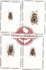 Scientific lot no. 244 Cerambycidae (4 pcs)