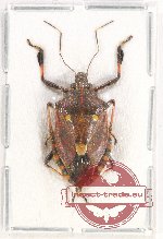 Pentatomidae sp. 41 (A2)