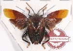 Pentatomidae sp. 42 (SPREAD)