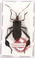Coreidae sp. 18