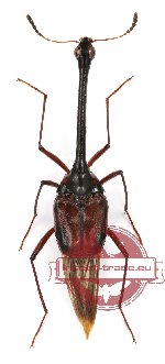 Scaphidiidae sp. 1 (2 pcs)