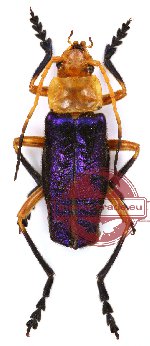 Cantharidae sp. 4 (5 pcs)