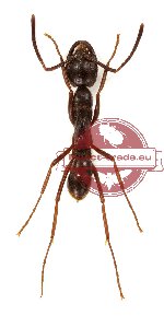 Formicidae sp. 19 (10 pcs)