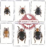 Scientific lot no. 407 Chrysomelidae (Galerucinae) (6 pcs)