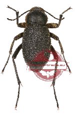 Tenebrionidae sp. 42 (7 pcs A2)