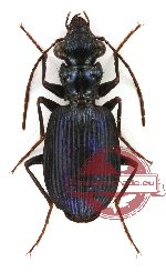 Pericalus (s.str.) cicindeloides MacLeay, 1825