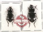 Scientific lot no. 496 Carabidae (2 pcs - 1 pc A2)