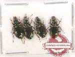 Scientific lot no. 505 Carabidae (4 pcs)