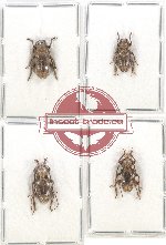 Scientific lot no. 242 Cerambycidae (4 pcs)
