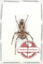 Formicidae sp. 79 (10 pcs)