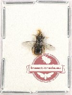Hymenoptera sp. 119