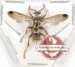 Hymenoptera sp. 113 (A2)
