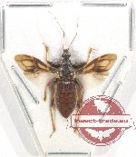 Reduvidae sp. 21 (A-)
