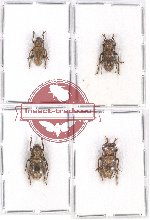 Scientific lot no. 243 Cerambycidae (4 pcs)