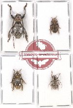 Scientific lot no. 246 Cerambycidae (4 pcs - 1 pc A2)