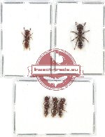 Scientific lot no. 21 Formicidae (5 pcs)