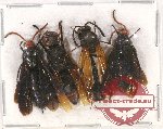 Scientific lot no. 296 Hymenoptera (4 pcs)