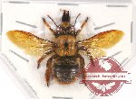 Hymenoptera sp. 20AA
