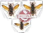 Scientific lot no. 293 Hymenoptera (Eumenidae) (3 pcs)