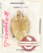 Scientific lot no. 905 Heteroptera (1 pc)