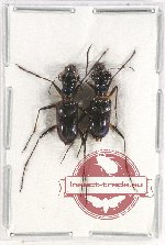 Scientific lot no. 53 Cicindelidae (2 pcs)