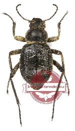 Tenebrionidae sp. 60A (A-)