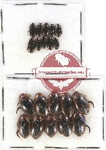 Scientific lot no. 67 Dytiscidae (20 pcs)