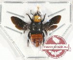 Megachilidae sp. 1 (A2)
