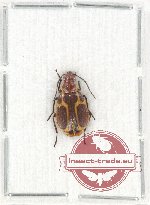 Scientific lot no. 511 Carabidae (1 pc A2)
