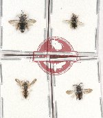 Scientific lot no. 302 Hymenoptera (4 pcs)