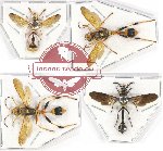 Scientific lot no. 292 Hymenoptera (4 pcs)