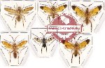 Scientific lot no. 298 Hymenoptera (Symphyta mix) (6 pcs)