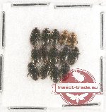 Scientific lot no. 62 Dytiscidae (14 pcs)