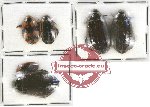 Scientific lot no. 63 Dytiscidae (6 pcs)