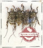 Scientific lot no. 248 Cerambycidae (4 pcs)