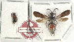Scientific lot no. 310 Hymenoptera (2 pcs)