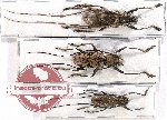 Scientific lot no. 247 Cerambycidae (3 pcs - 1 pc A2)