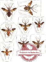 Scientific lot no. 899 Heteroptera (Isyndus spp.) (8 pcs spread)